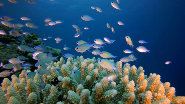 Beautiful View Fish Coral Reef Tropical Aquarium — ストック写真