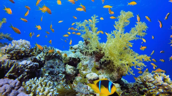 Beautiful Shot Fish Red Sea Eilat Israel South America Halkidiki — ストック写真