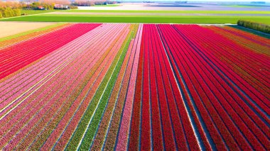 beautiful tulip field at daytime