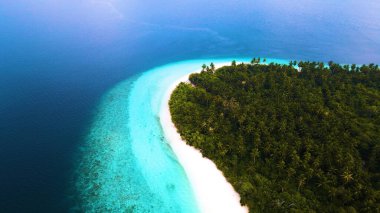 Palmiye ağaçları ve mavi gökyüzü olan tropik plaj manzarası