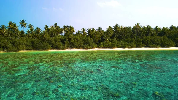 Palmiye ağaçları ve mavi gökyüzü olan tropik plaj