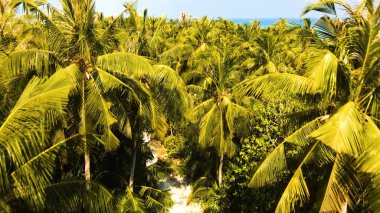 a beautiful tropical landscape