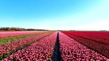 Tarlada güzel laleler