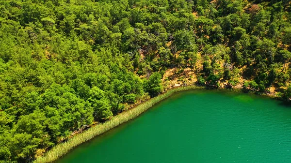 stock image beautiful view of the river in the forest