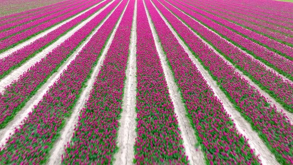 güzel bir Lale alan bahar