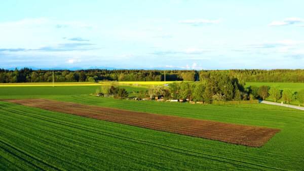 aerial view of the green field of the agricultural fields in the summer.