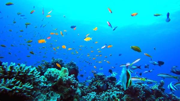 Kızıl Deniz 'deki mercan resifi, Mısır