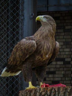 Hayvanat bahçesinde kartal