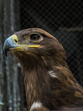 Hayvanat bahçesinde kartal