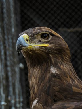 Hayvanat bahçesinde kartal