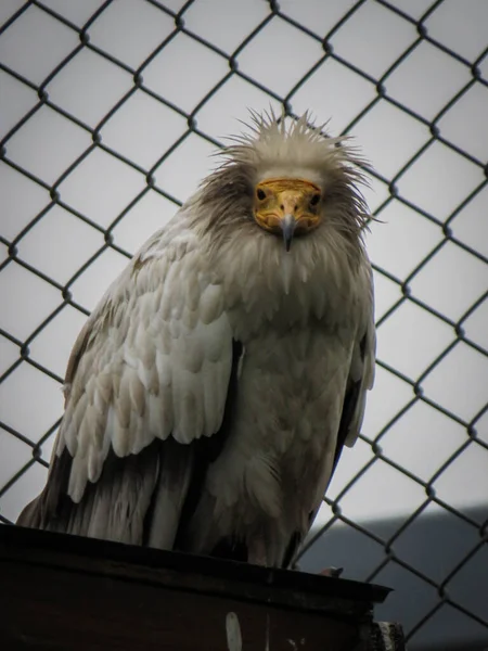 Vulture Zoo — Stock Photo, Image