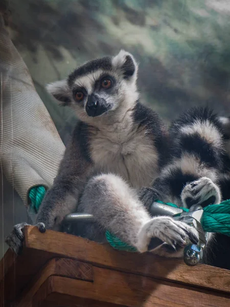 Lemur Zoologisk Have - Stock-foto