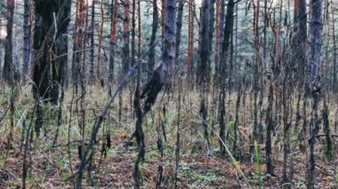 Ormanda yürüyen bir adam, 4K video..