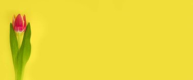 Banner. Lale pembesi, sarı arka planda. Metin için yeri olan kartpostal. 