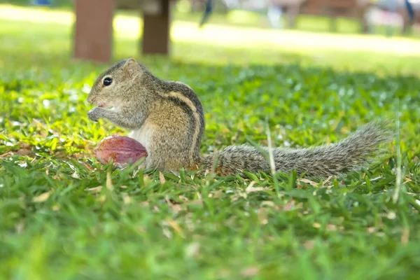 Un tamias rayé gris avec une queue duveteuse est sur l'herbe et grignote sur une noix. — Photo