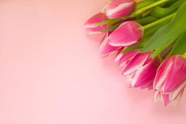  Düzen, pembe arkaplanı olan tebrik kartı ve metin için yeri olan laleler