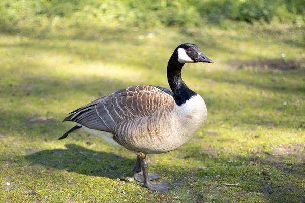 Wild goose in the park, in full growth, walks on the grass. Surrounding nature — Stock Photo, Image