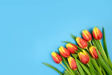 Mavi arka planda sarı-kırmızı laleler, mesaj ve tebrik için yer var. Kartpostal, davetiye, tebrik, duyuru, reklam. Yüksek kalite fotoğraf