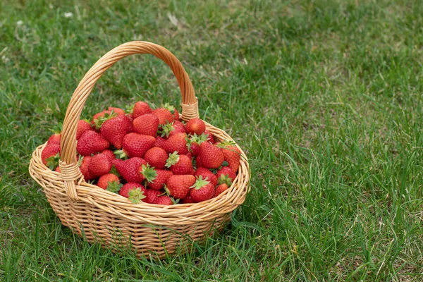 Taze, kırmızı çilekler çimlerin üzerinde hasır bir sepette yatıyor. Model, mesaj atabileceğin bir kartpostal. Sağlıklı gıda, vitamin, tarım, pazar, çilek satışı kavramı. Yüksek kalite fotoğraf