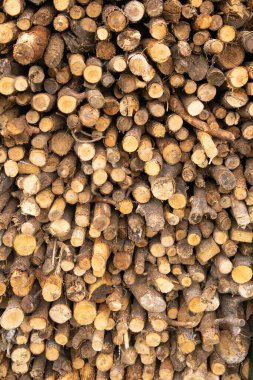 Yakacak odun kesilir ve odun yığılır. Ocakta kış ısıtması için hazırlık. Isı, ısıtma, sürtünme, biyoloji, enerji, pahalı gaz, diğer hammaddelere geçiş.