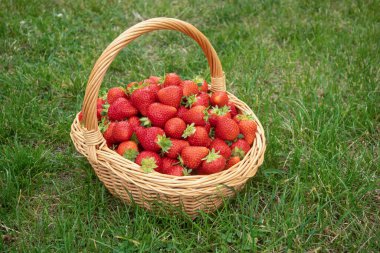 Taze, kırmızı çilekler çimlerin üzerinde hasır bir sepette yatıyor. Model, mesaj atabileceğin bir kartpostal. Sağlıklı gıda, vitamin, tarım, pazar, çilek satışı kavramı. Yüksek kalite fotoğraf
