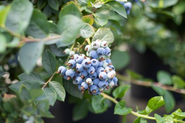 Bahçedeki bir çalılıkta olgun, taze bir yabanmersini yetişiyor ve bir kısmı sarkıyor. Hasat, tarım, böğürtlen, tarım, pazar, satış. Yüksek kalite fotoğraf