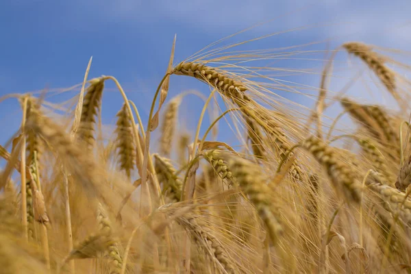 Tarwe Groeit Het Veld Spikeletten Tegen Lucht Het Concept Van — Stockfoto