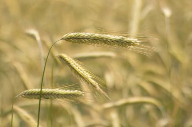 Çavdar tarlada yetişir, dikenler kapanır, fotokopi alanı için kartpostal atılır. Hasat, ekmek, tarım, çiftçi, çavdar fiyatları arttı. Yüksek kalite fotoğraf