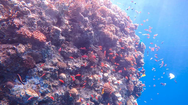 School of orange fish in the red sea, underwater life. Corals and algae in sea water. Concept of tourism, diving, travel, environment, underwater life. High quality photo
