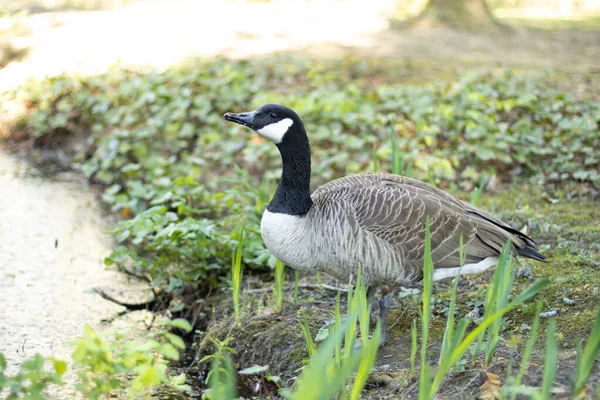 A wild goose in the park, stands on the shore of the lake and looks ahead, there is greenery around. The concept of nature conservation, environment, birds, wildlife. High quality photo