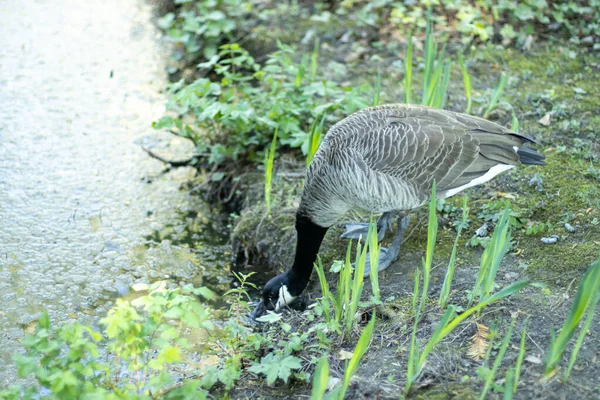 Wildgänse Park Trinkwasser Aus Dem See Viel Grün Konzepte Umwelt — Stockfoto