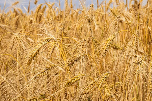 Tarwe Groeit Het Veld Spikelet Close Briefkaart Met Kopieerruimte Het — Stockfoto