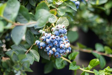 Bahçedeki bir çalılıkta olgun, taze bir yabanmersini yetişiyor ve bir kısmı sarkıyor. Hasat, tarım, böğürtlen, tarım, pazar, satış. Yüksek kalite fotoğraf