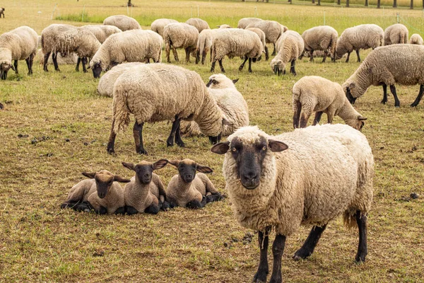 Mom is a sheep and little lambs. sheep in the pasture eating dry grass. The concept of agriculture, business, the world around, farmers. High quality photo