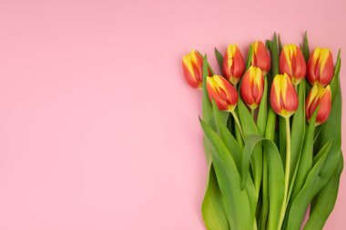 Pembe arka planda pembe ve sarı laleler, mesaj ve şablon için yeri olan kartpostallar. Tebrik kartı, davetiye, teşekkür kartı konsepti. Yüksek kalite fotoğraf