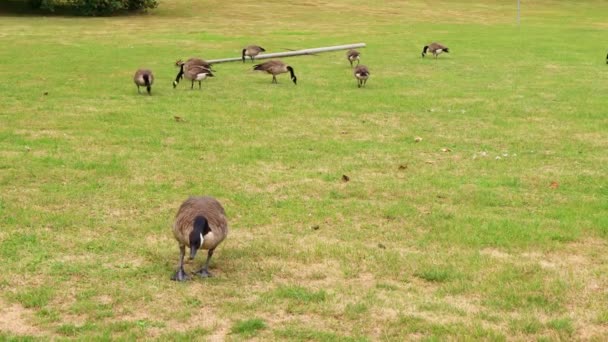 Gansos Salvajes Mordisqueando Hierba Parque Rodeando Naturaleza Pájaros Concepto Conservación — Vídeo de stock