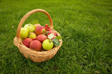 Taze elmalar sepete konur ve çimlerin üzerinde durur. Metni olan bir kartpostal. Vitaminler, tarım, hasat, ticaret, pazar, fiyatlar, ürünler, bahçıvanlık, sağlık, düzgün beslenme, afiş