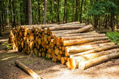 Kütükler ormanda istiflenmiş bir yığın içinde yerde yatıyor. Yakacak odun, kış için hasat. Ekoloji, gaz, ısıtma, enerji, ısı, ısıtma, çevre, kartpostal, doğa koruma kavramı.