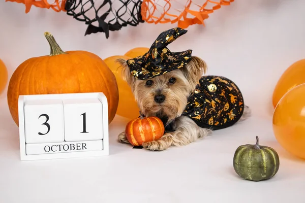 Σκύλος Ντυμένος Μάγισσα Ξύλινο Ημερολόγιο Οκτωβρίου Κολοκύθες Και Μπαλόνια Έννοια — Φωτογραφία Αρχείου