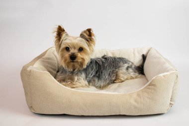 Yorkshire Terrier köpeği köpek yatağında uzanıyor, beyaz arka plandaki kameraya bakıyor. Hayvan dükkanı konsepti, kartpostal, afiş, alışveriş, yardım, hayvan barınağı, poster, reklam, davetiye, duyuru