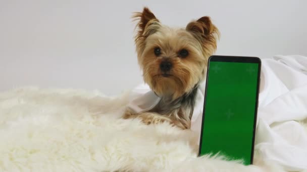 Filmati Yorkshire Cane Terrier Trova Tappeto Morbido Coperto Accanto Esso — Video Stock