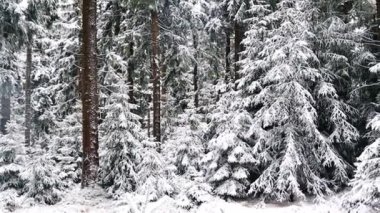 Kış manzarası. Karda Noel ağaçları ve ağaçlar. Karla kaplı orman. Doğa, çevre, vahşi yaşam, koruma, yürüme, sağlıklı yaşam tarzı, turizm, temiz hava, hayvanlar, FullHD 