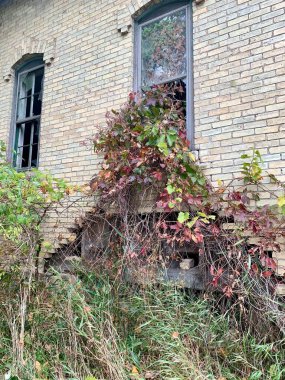 Pencereden sarkan bitkilerle terk edilmiş bir ev.