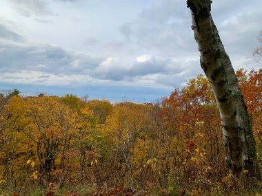 Manzaralı sonbahar orman manzarası