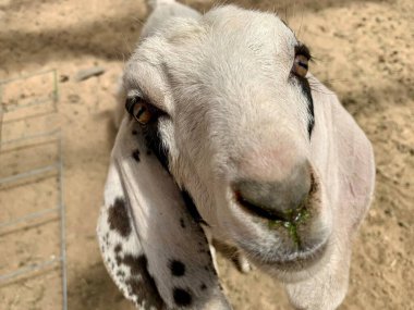 portre sevimli keçi