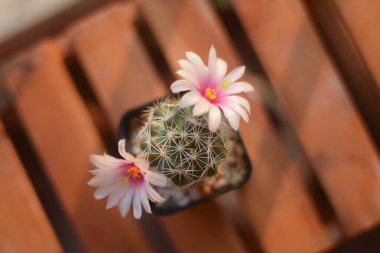 Saksıda kaktüs ve çiçek. ev bitkisi dekorasyonu kavramı.