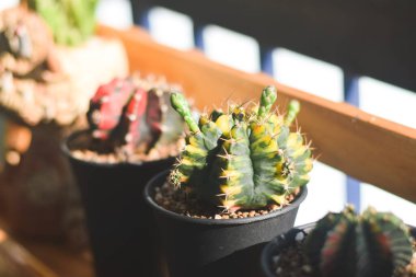 Saksıda kaktüs ve çiçek. ev bitkisi dekorasyonu kavramı.