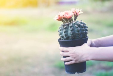 Saksıda kaktüs ve çiçek. ev bitkisi dekorasyonu kavramı.
