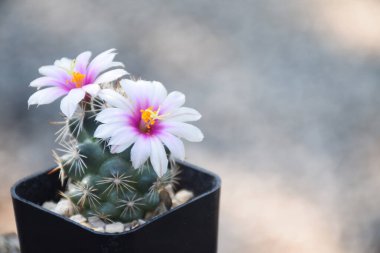 Saksıda kaktüs ve çiçek. ev bitkisi dekorasyonu kavramı.