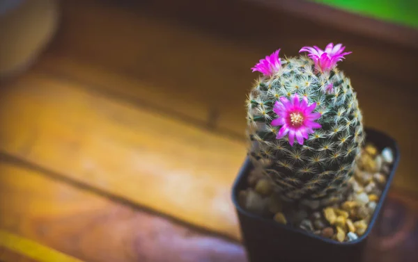 Cactus Maceta Con Flor Concepto Decoración Plantas Caseras —  Fotos de Stock